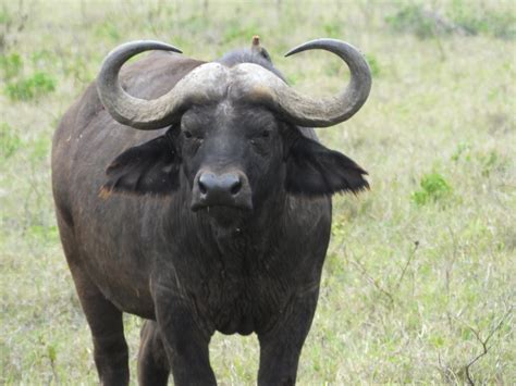 The Boss African Buffalo Similar But Different In The Animal Kingdom