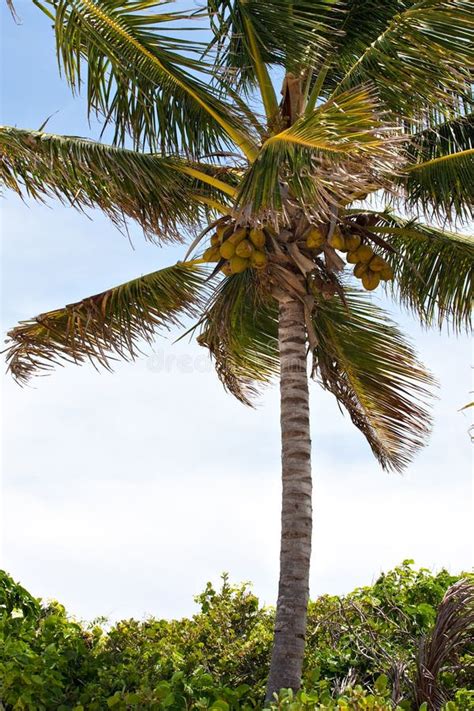 Tropical Coconut Palm Tree Stock Image Image Of Branch 18665393