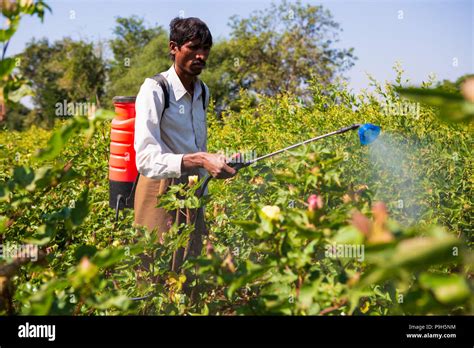 A Farmer Spraying Organic Pesticide On His Cotton Crop Stock Photo Alamy