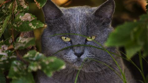 Gray Cat With Green Eyes Hd Cat Wallpapers Hd Wallpapers Id 51216