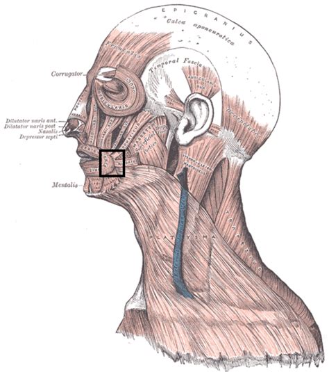 Modiolus Face Wikipedia