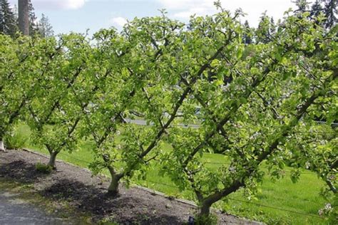 Dvd guide to all aspects of fruit tree care & pruning.all you need. Types of Tree Training, Pruning and Shaping : Sudbury ...