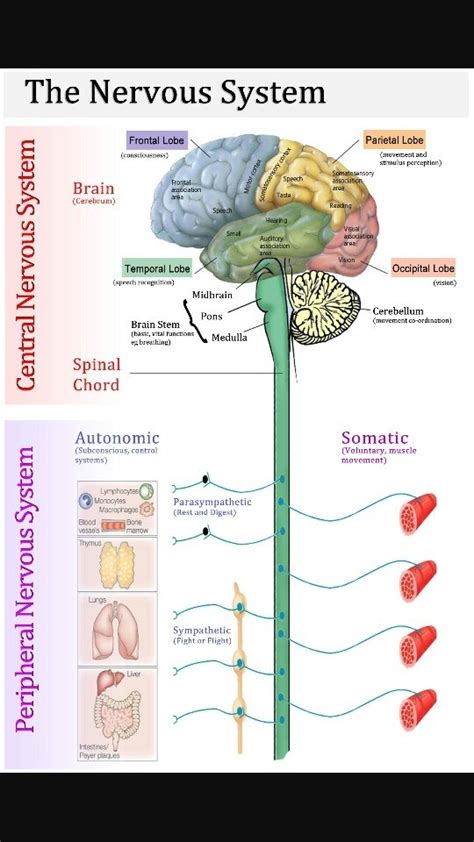How Does The Spinal Cord Connect To The Brain Quora