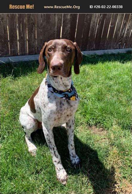 Adopt 20022200338 German Shorthaired Pointer Rescue Umatilla Or