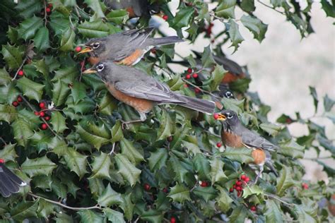 Your Complete Guide To Holly Trees And Berries Birds And Blooms