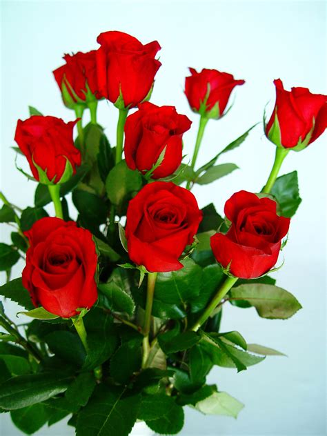 Flores De Rosas Rojas El Consumo De Flores Naturales En Es Flickr
