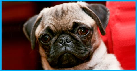 Flat Faced Pets Like Pugs Go Through Lifelong Suffering To Make Them