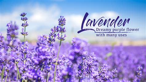 English Lavender Dreamy Purple Flower With Multiple Uses Cgtn