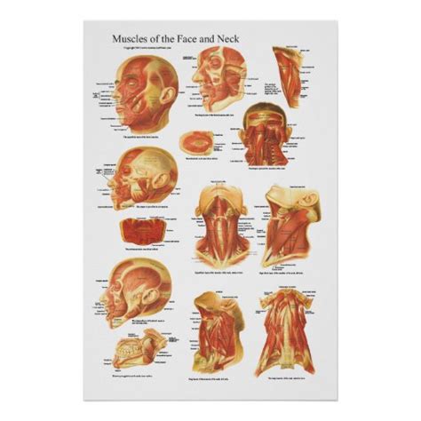 Muscle Anatomy Of The Face And Neck Chart Poster Zazzle