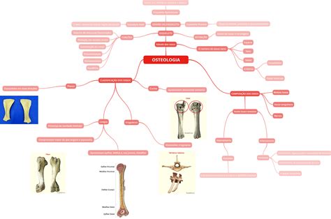 Mapa Conceptual Osteologia 061111 Vrogue