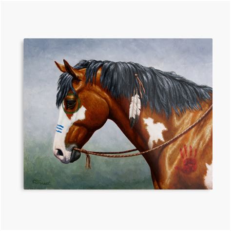 Bay Pinto Native American War Horse Metal Print By Csforest Redbubble