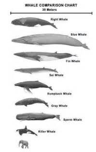 The humpback whale (megaptera novaeangliae) is a species of baleen whale. Size comparison poster of killer whale to other whales and ...