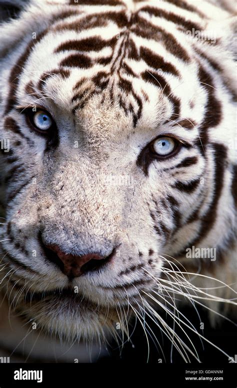 White Tiger Panthera Tigris Head Close Up Of Adult Stock Photo Alamy