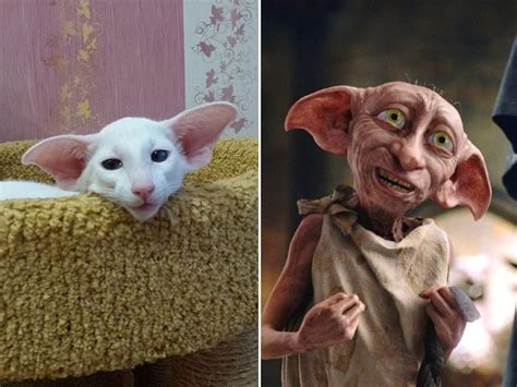Cats That Look Like Celebrities Animals