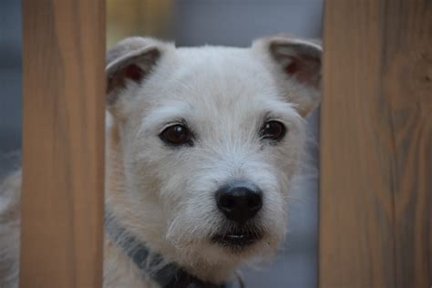 Mar 28, 2020 · there are more recipes for dogs with diabetes out there (including our 25 vet recommended recipes book), but here's one example of a good diabetic homemade dog food recipe you can start with. Home Cooked Recipes For Dogs With Diabetes - Home Cooked ...