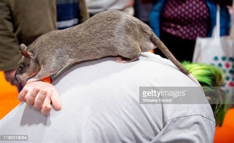 African Giant Pouched Rat Photos And Premium High Res Pictures Getty