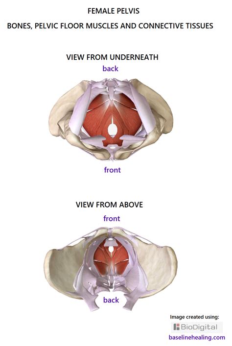 Pelvis Anatomy Images Pelvic Floor Muscles Connective Tissues Bones