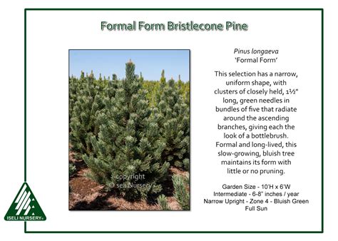 Pinus Longaeva ‘formal Form Iseli Nursery