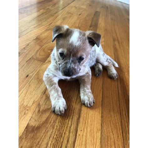 Your pick of the litter is in the order in which your deposit is received. Blue Heelers up for adoption in Delaware City, Delaware ...