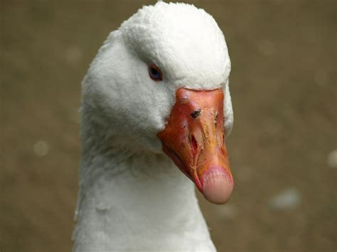 Goose Head Beak Free Photo On Pixabay Pixabay