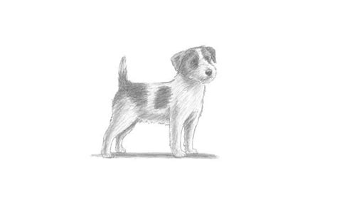 Learn how to draw a dog in a few minutes watch our fun and step by step tutorials to learn how to sketch a dog. How To Draw A Jack Russell Terrier Dog - My How To Draw