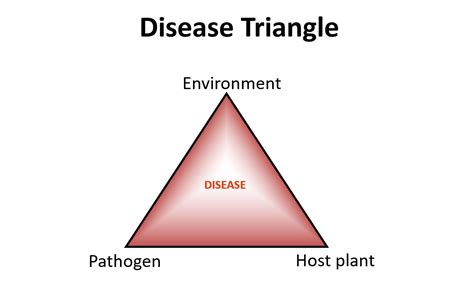 Disease Triangle Braimy