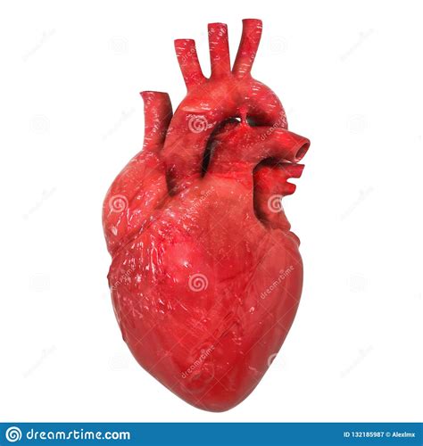 Organe Humain Réaliste De Coeur Avec L'aorte Et Les Artères, Renderin ...