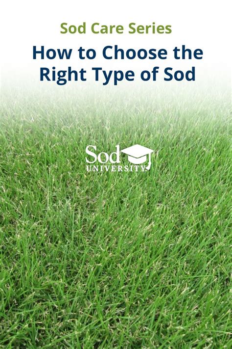 Types Of Sod For Your Lawn Sod University Sod Solutions Different