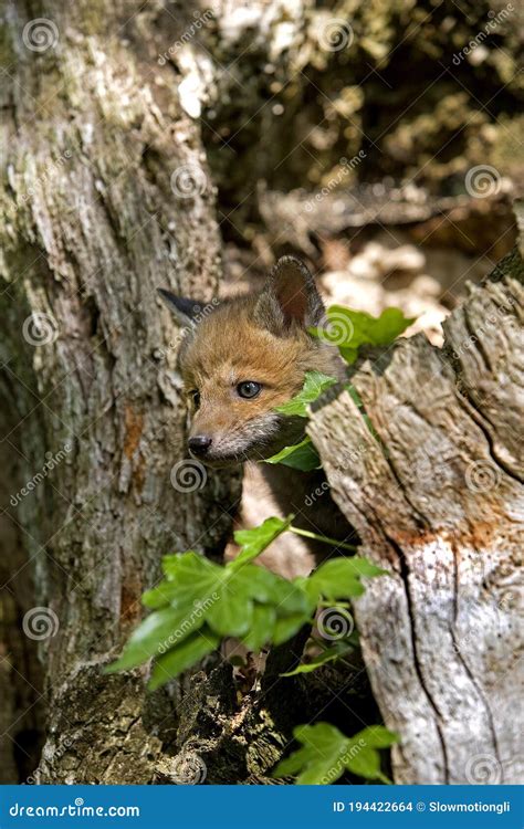 Red Fox Vulpes Vulpes Pup Standing At Den Entrance Normandy In France