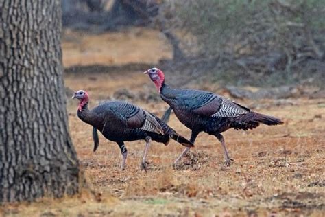 Dnr Reveals Season Outlook For Fall Wild Turkey Ruffed Grouse And