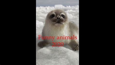 Funny Animals 2020 Compilation 1 Youtube