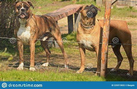 Two Boxer Dogs Are Standing And Barking Behind The Fence Stock Photo