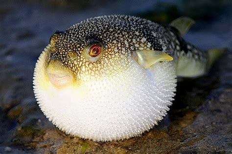 Puffer Fish Fugu A Million Dollar Dish And Also One Of The Most