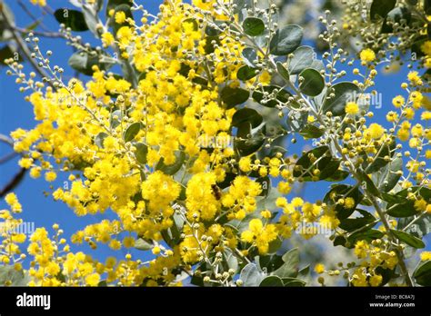 Acacia Tree Bloom Hi Res Stock Photography And Images Alamy