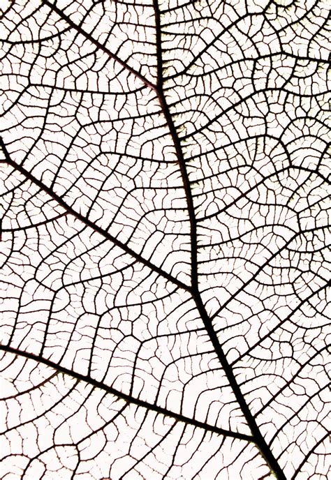 Leaf Vein Patterns In Nature Texture Drawing Geometry In Nature