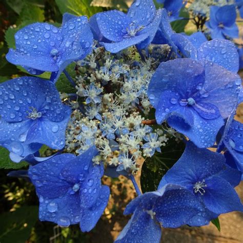 Álbum flores azules hermosas Abzlocal mx