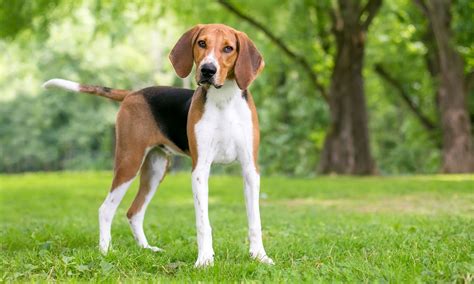 American Foxhound Breed Characteristics Care And Photos Bechewy