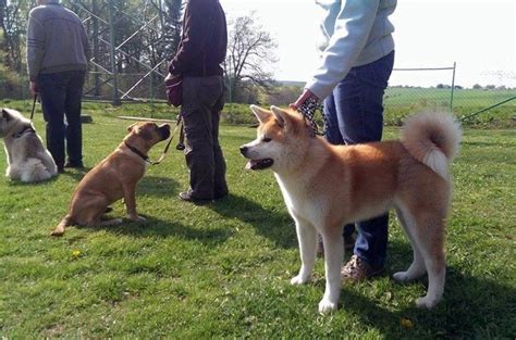 Shiba inu is listed on 12 exchanges with a sum of 13 active markets. Charakter und Erziehung - Akita Inu vom Sachsen Adel