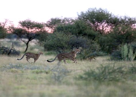 Nxai Cheetah Sunset 1 Chris Hill Wildlife Photography