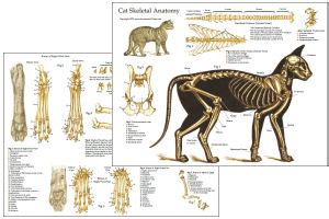 The spine, or vertebral column , is a tower of bone that consists of 24 irregularly shaped bones along with the nine fused. Cat Anatomy Charts and Posters