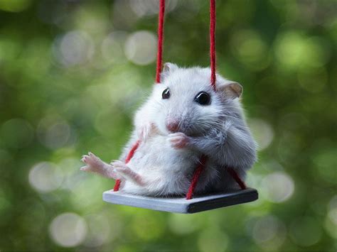 20 Of The Cutest Hamsters Youve Ever Seen Baby Animals