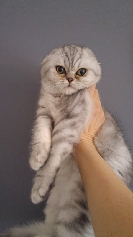 For Sale Scottish Fold Silver Kitten Brought From Europe