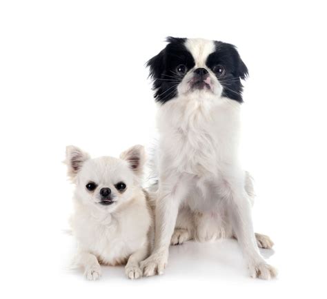 Premium Photo Japanese Chin And Chihuahua
