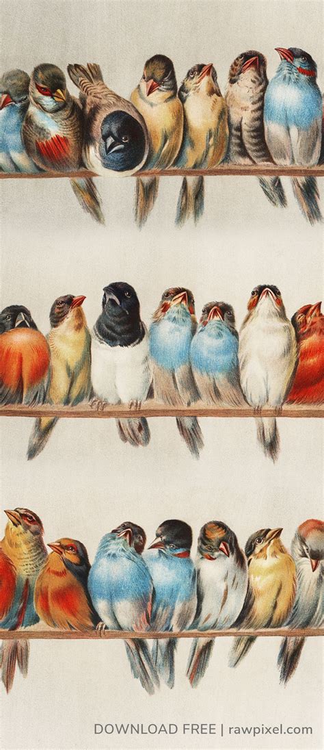 Download A Perch Of Birds 1880 Public Domain Vintage Illustration By