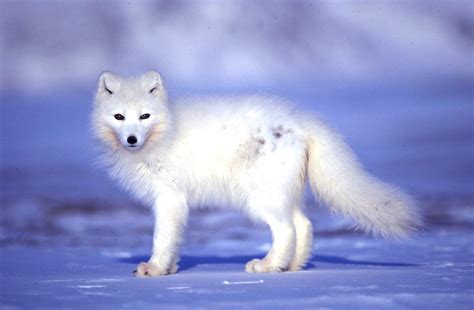 Tundra Animals Drawings At Explore Collection Of