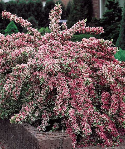 Ideas for flower containers for shaded entrances. Pink plant, Shrubs and Perennials on Pinterest