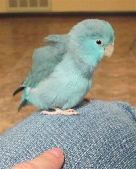 My Little Blue Peep Pacific Blue Parrotlet Female Being A Fluffy