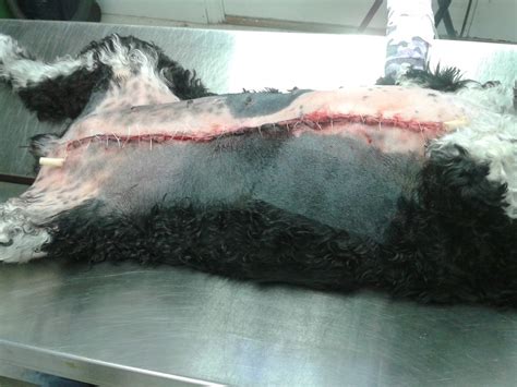 Breast pathologist edi brogi explains what patients should know about breast cancer diagnosis, second opinions, and promising new developments in treating some of the most aggressive forms of the disease. Dr. Di's Vetblog: Lumps and bumps part 2: lump-be-gone