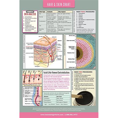 Buy Educational Salon Skin Care Anatomical High Gloss Laminated Poster