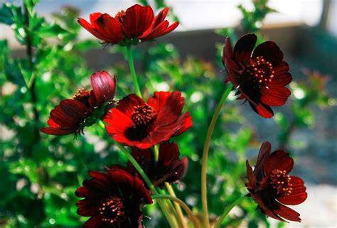 Bunga malaysia terbaru gratis dan mudah dinikmati. 10 Bunga Paling Langka Di Dunia | Info Tak Terduga